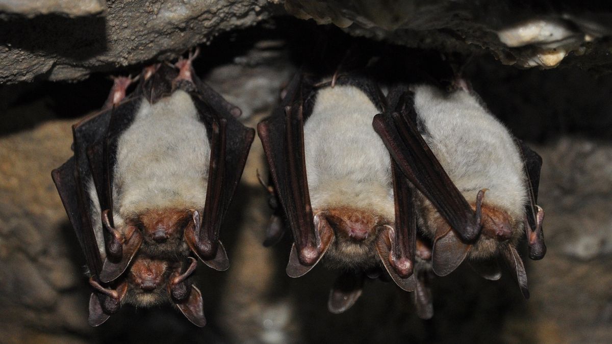 V Hukvaldech na Frýdecko-Místecku se budou konat večerní pozorování netopýrů